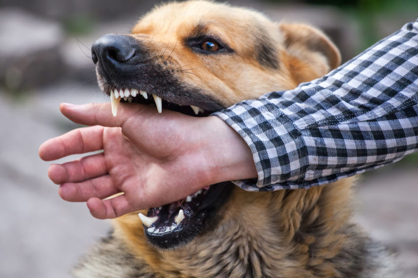 what to do if a dog attacks a child