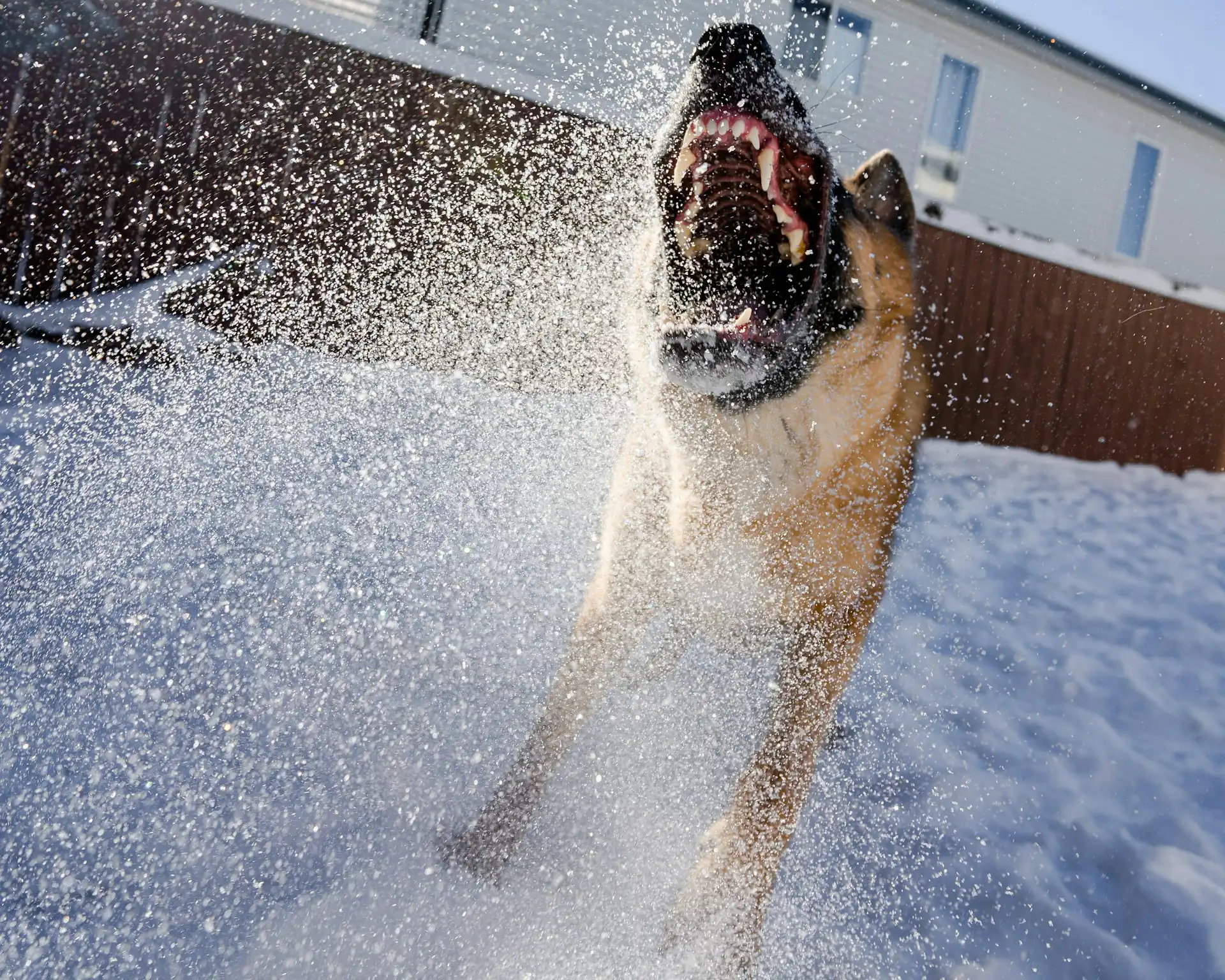 Dog Bite Injury Lawyer Near Me Expert Help for Dog Attack Victims